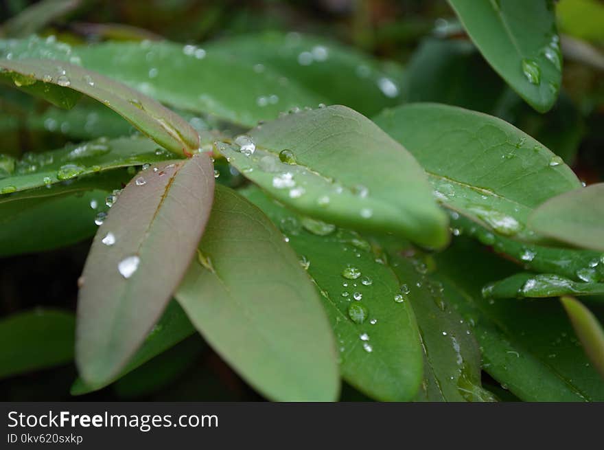 Water, Leaf, Moisture, Plant