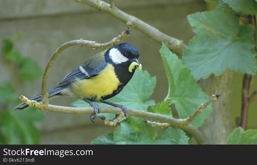 Bird, Fauna, Beak, Finch