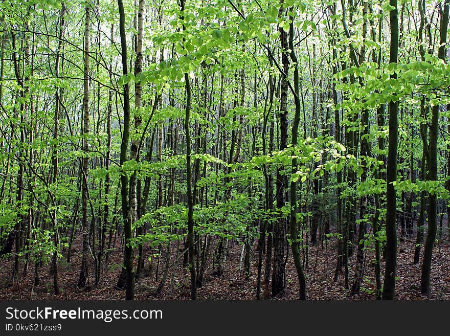 Ecosystem, Vegetation, Forest, Temperate Broadleaf And Mixed Forest