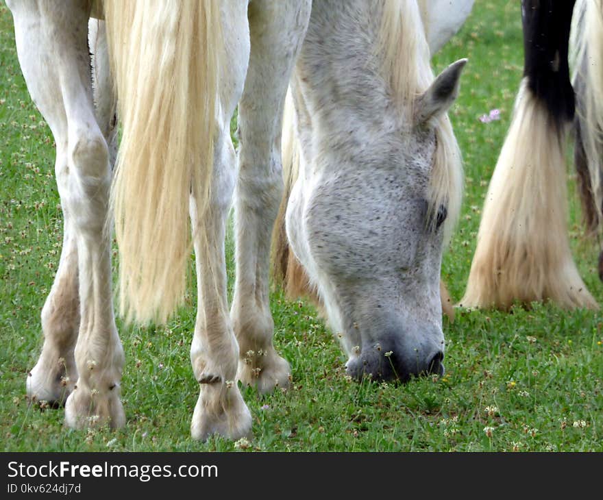 Horse, Fauna, Mane, Grazing