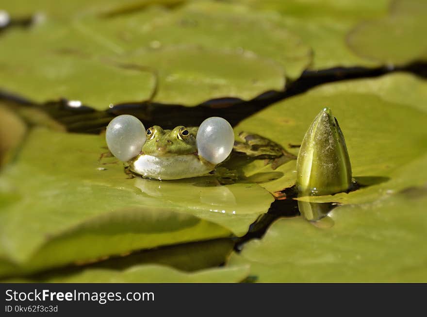 Water, Insect, Close Up, Organism