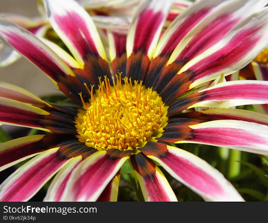 Flower, Plant, Flora, Close Up