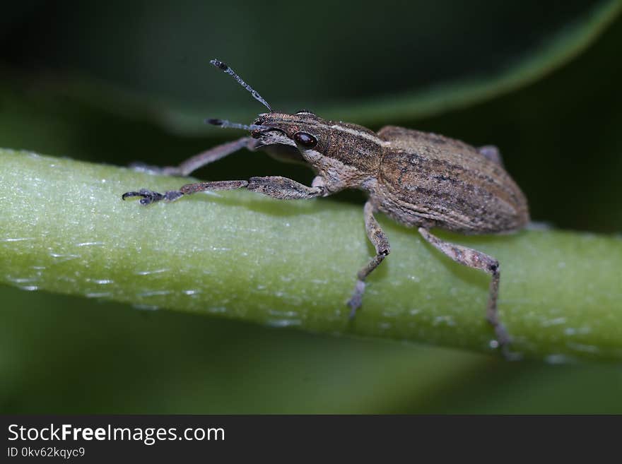 Insect, Macro Photography, Fauna, Weevil