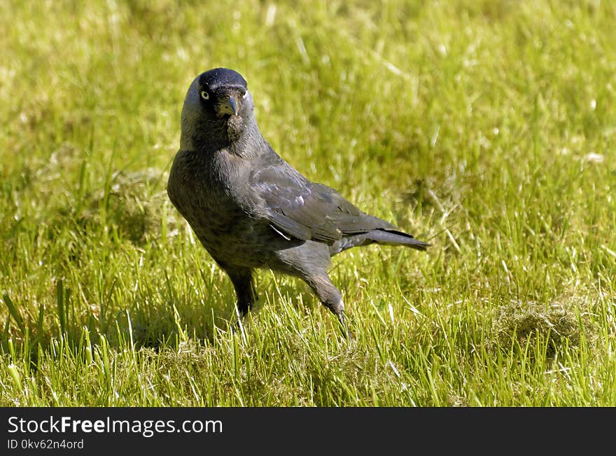 Bird, Fauna, Grass, Ecosystem