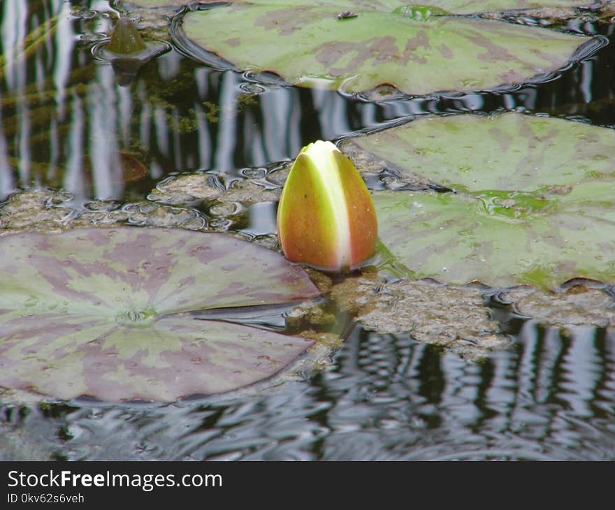 Water, Flora, Leaf, Plant