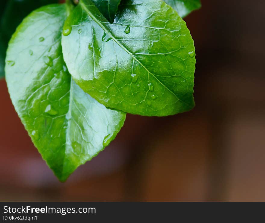 Leaf, Green, Water, Plant