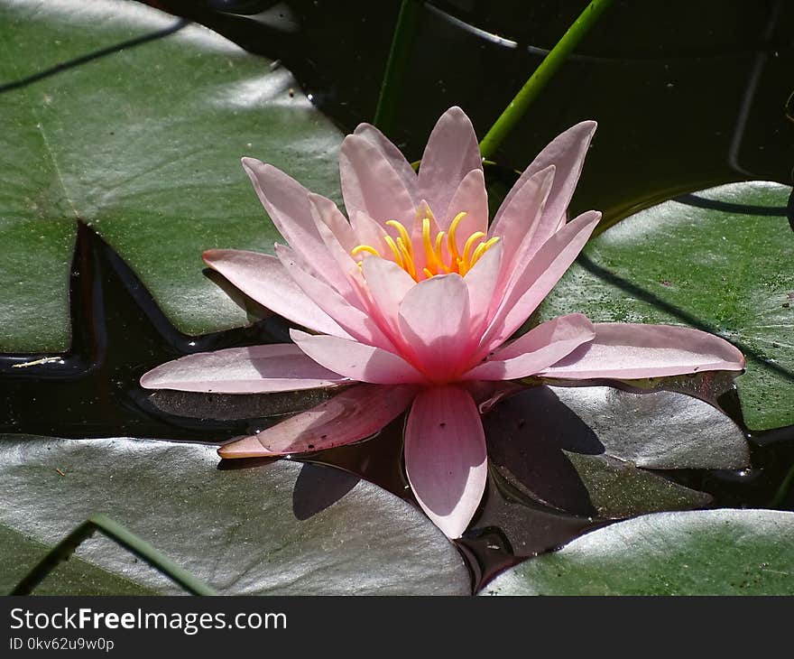 Flower, Plant, Flora, Pink