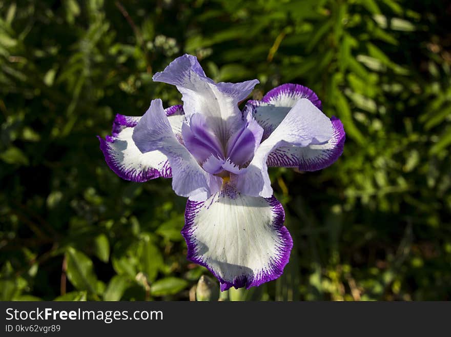 Flower, Plant, Flora, Flowering Plant