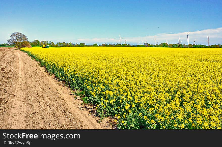 Yellow, Rapeseed, Field, Canola