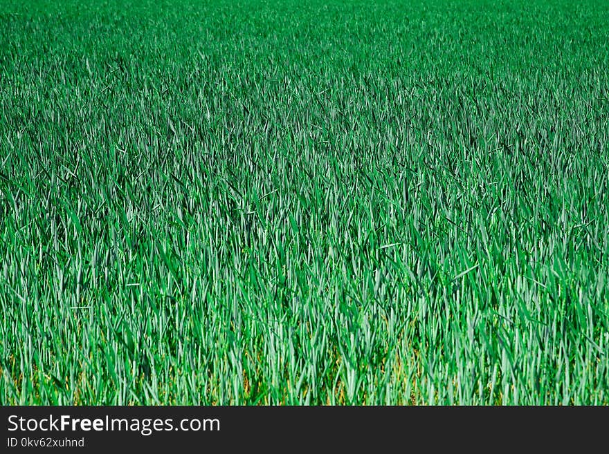 Grass, Field, Grassland, Crop