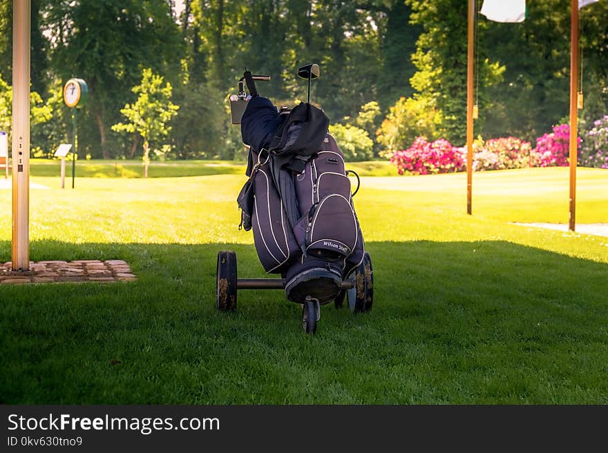 Plant, Grass, Lawn, Tree