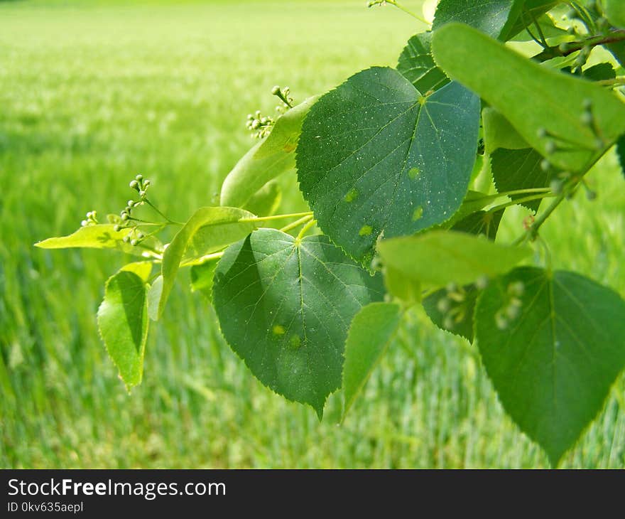 Leaf, Agriculture, Grass, Plant