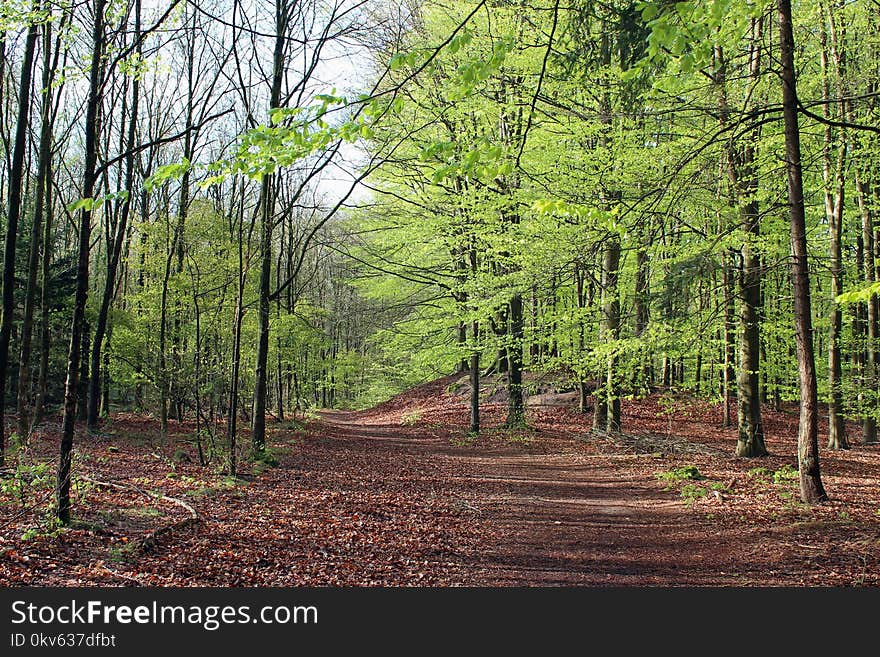 Woodland, Path, Ecosystem, Forest