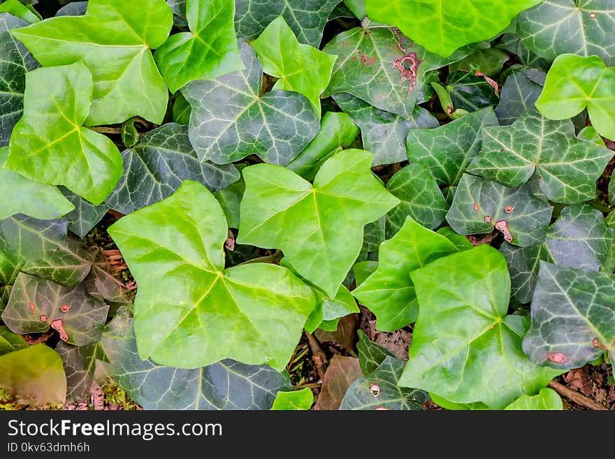 Plant, Leaf, Flora, Ivy