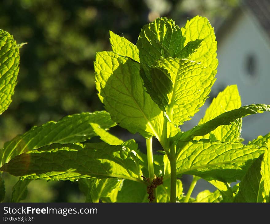 Plant, Leaf, Herb, Subshrub