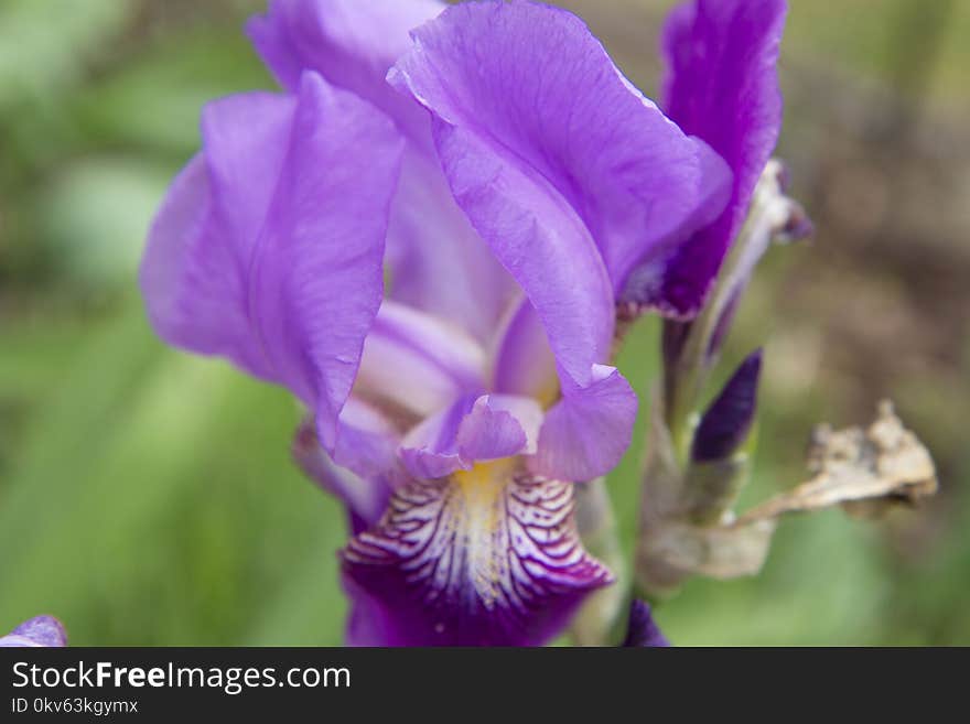 Flower, Flowering Plant, Plant, Purple