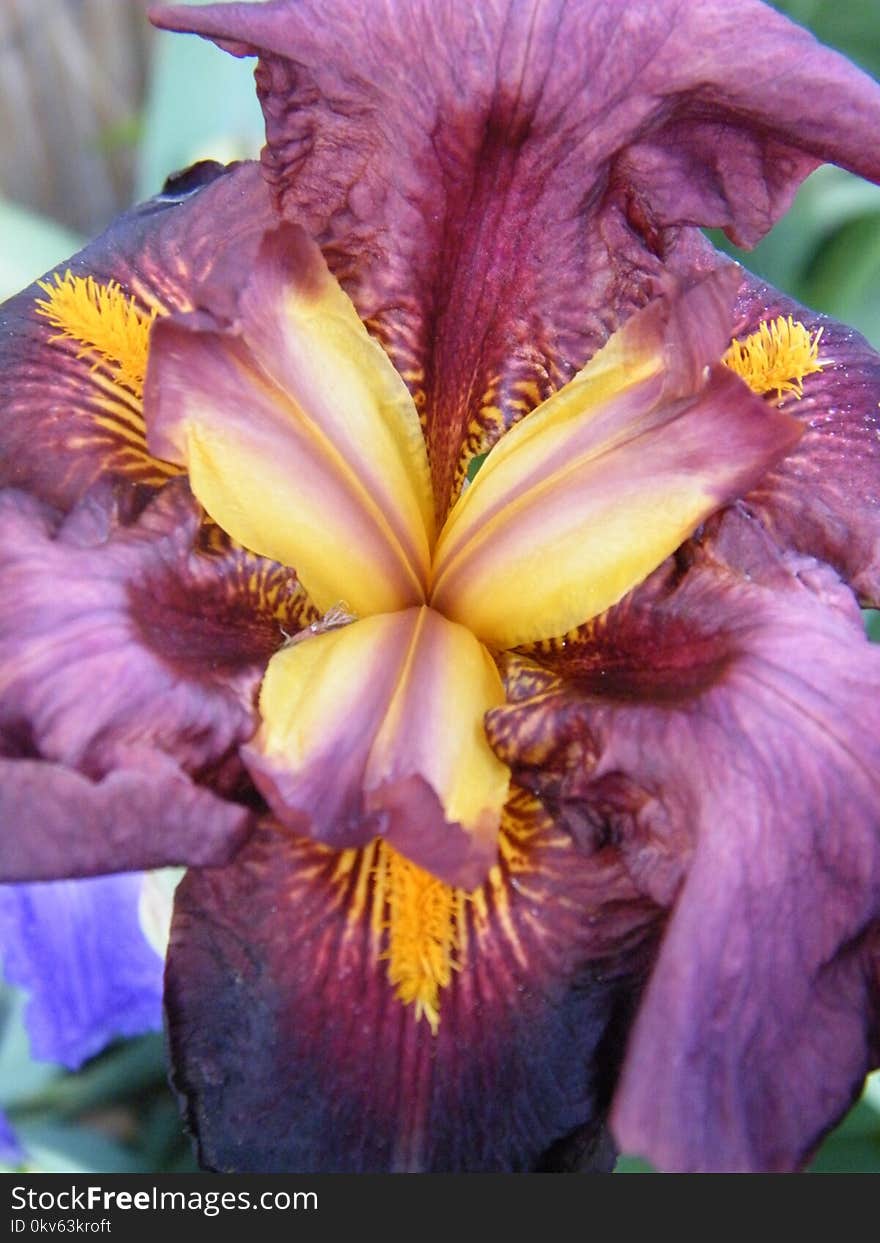 Flower, Plant, Flowering Plant, Purple