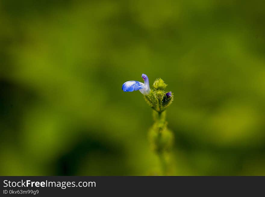 Close Up, Flora, Macro Photography, Flower