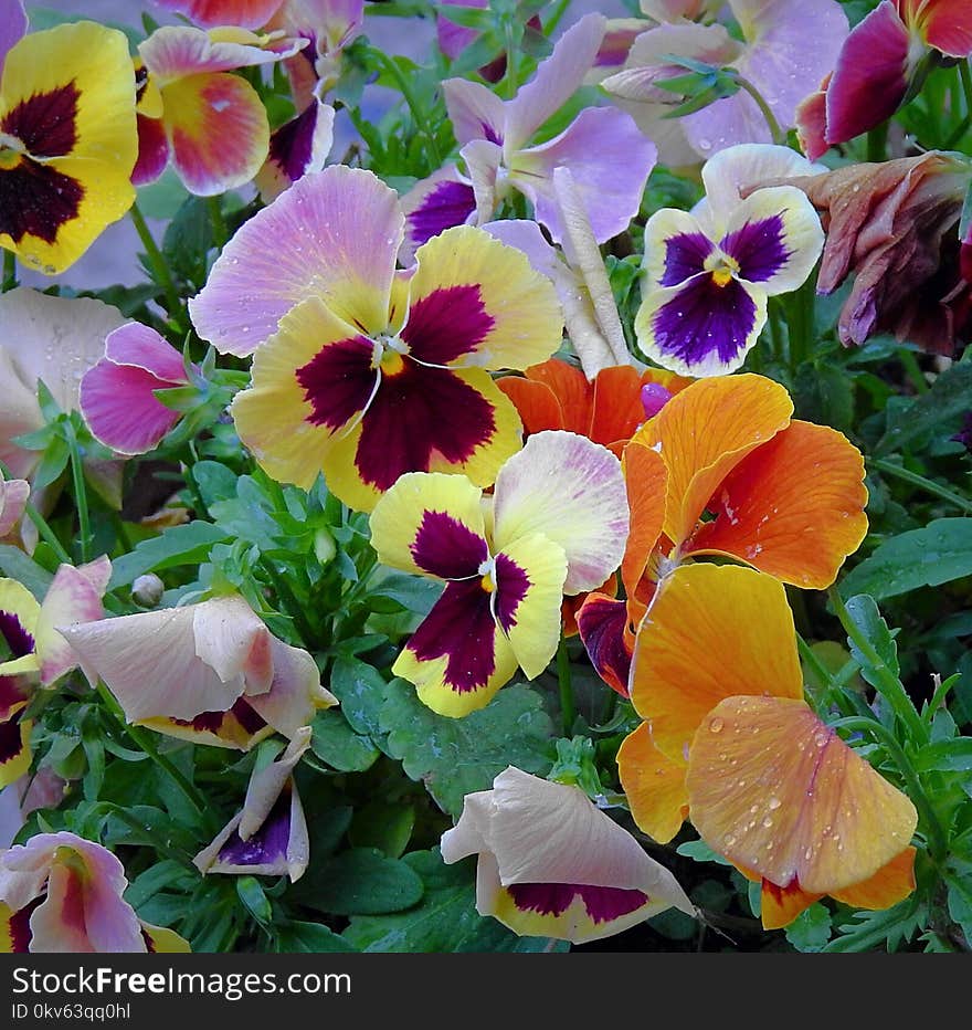 Flower, Plant, Flowering Plant, Pansy