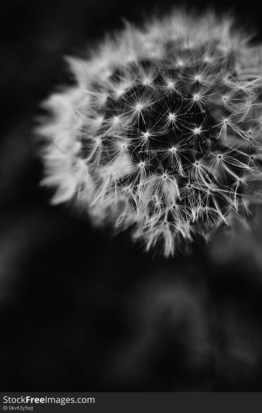 Flower, Black And White, Black, Nature