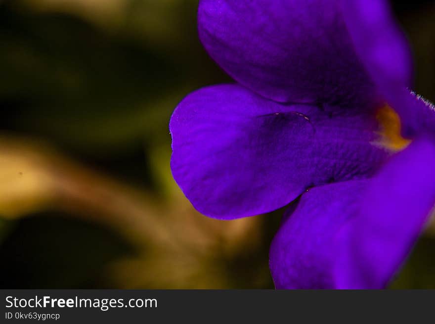 Flower, Violet, Flora, Purple