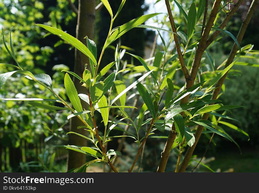 Plant, Leaf, Tree, Plant Stem