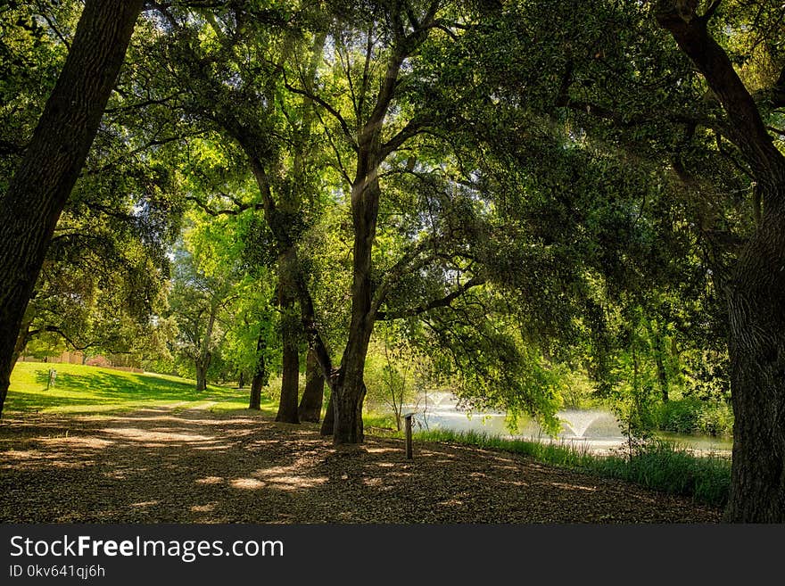 Nature, Woodland, Ecosystem, Tree