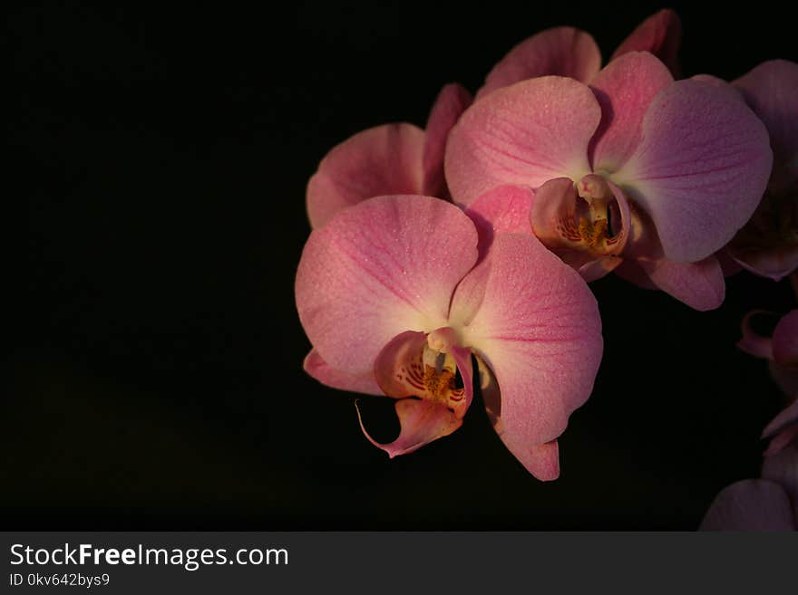 Flower, Flowering Plant, Pink, Flora