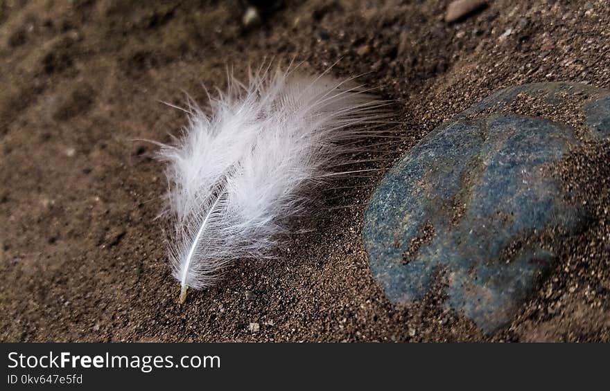 Fauna, Feather, Snout, Wildlife