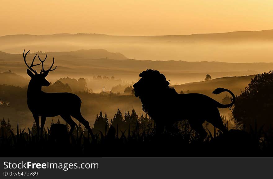 Wildlife, Sky, Silhouette, Fauna