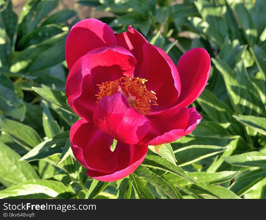 Flower, Plant, Flowering Plant, Peony