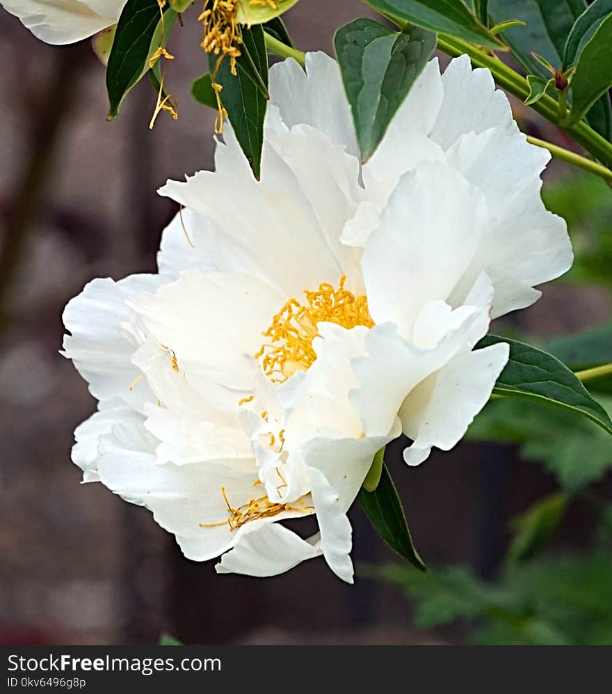 Flower, White, Plant, Flowering Plant