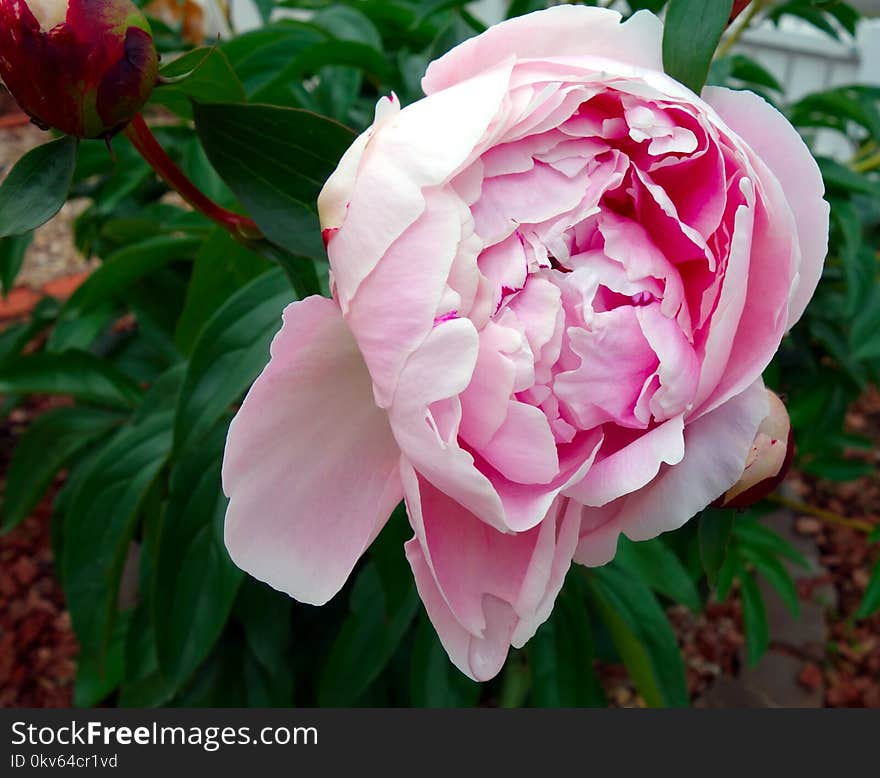 Flower, Plant, Flowering Plant, Pink