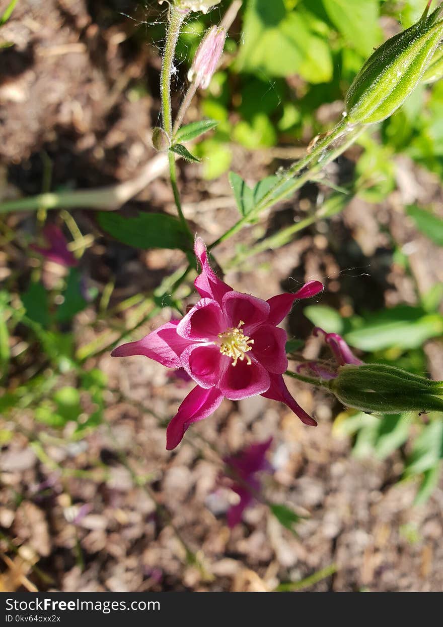 Plant, Flora, Flower, Flowering Plant