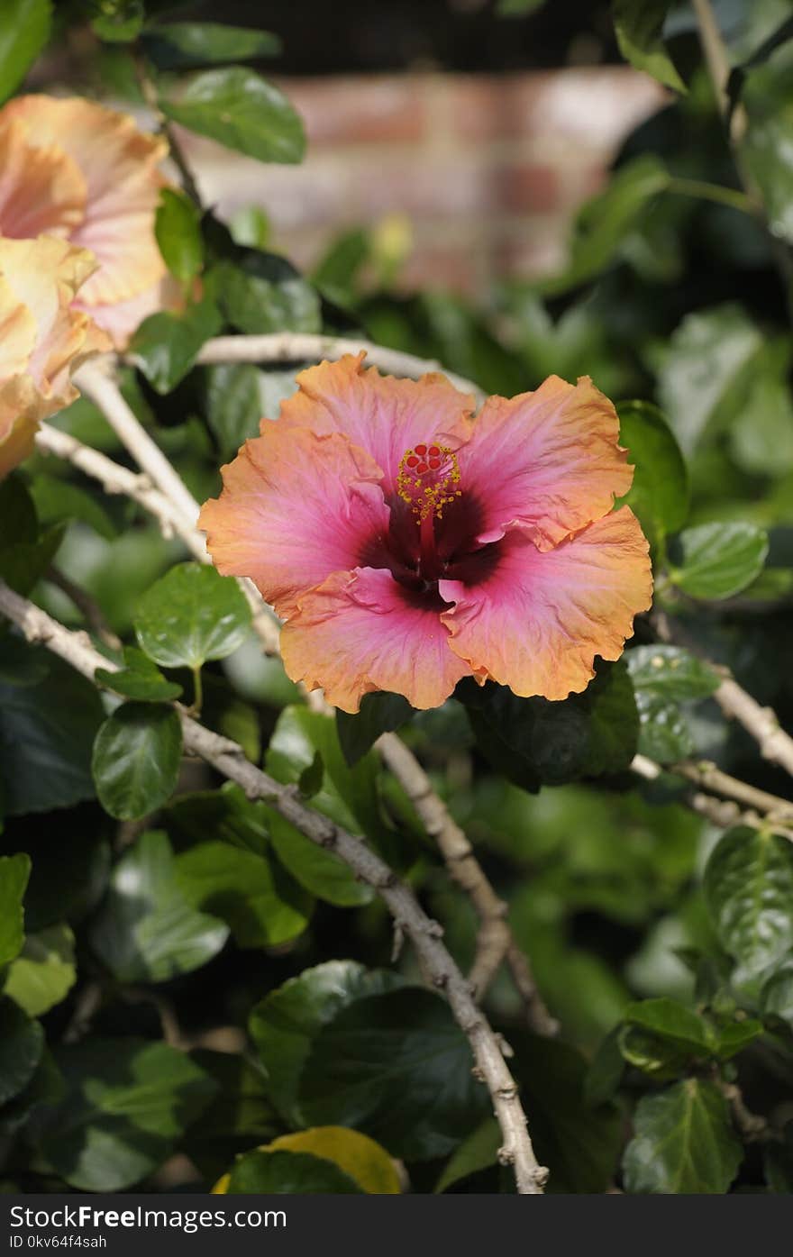 Flower, Plant, Flowering Plant, Hibiscus