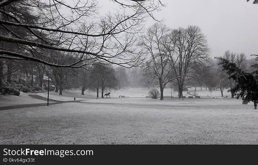 Winter, Snow, Tree, Black And White