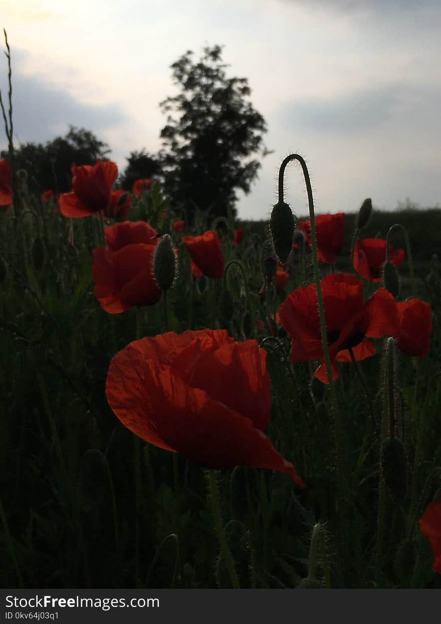 Flower, Wildflower, Poppy, Coquelicot