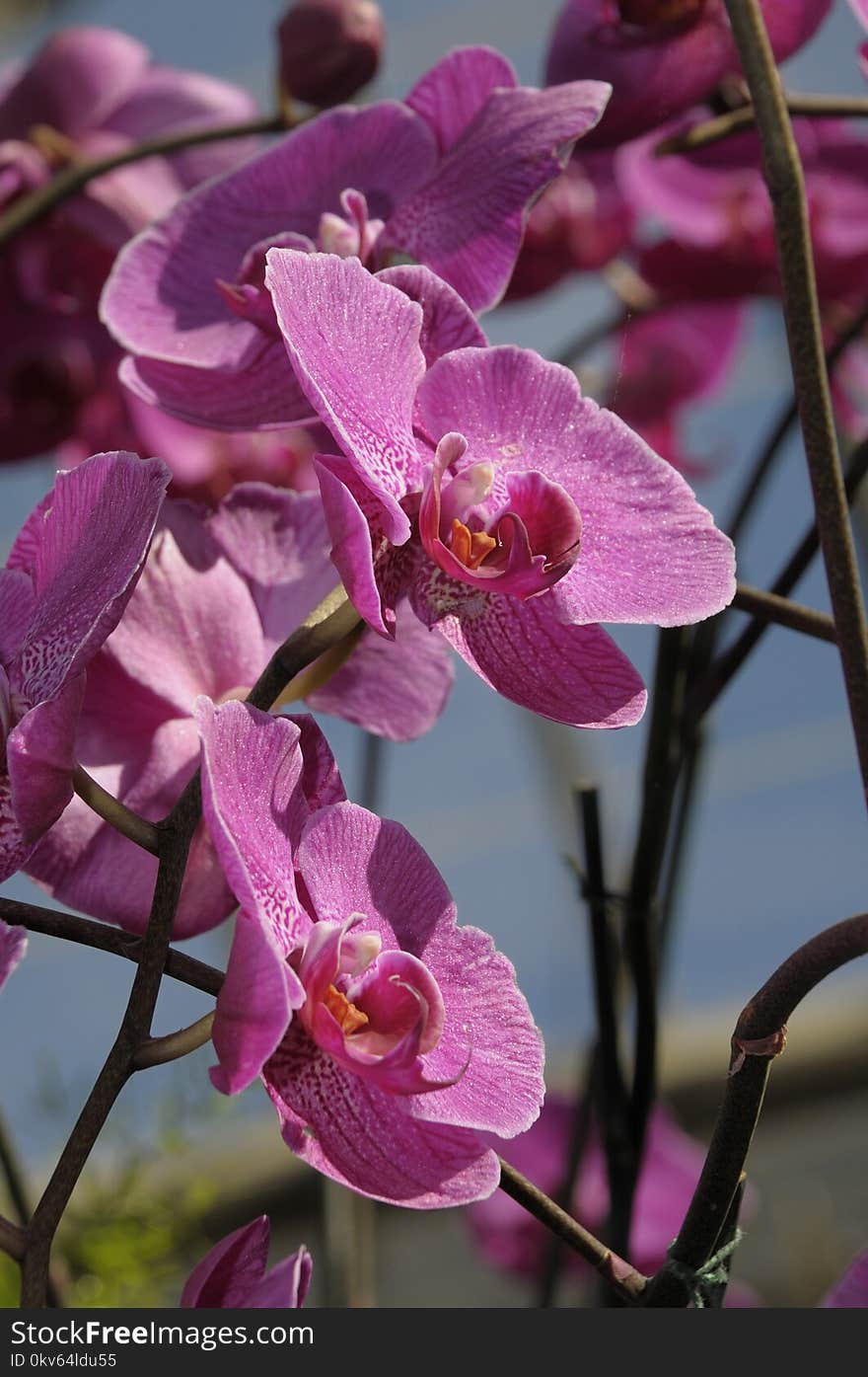 Flora, Flower, Plant, Pink