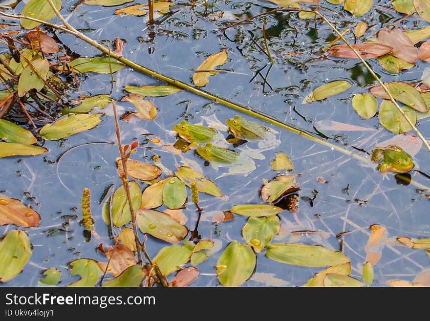 Leaf, Water, Yellow, Flora