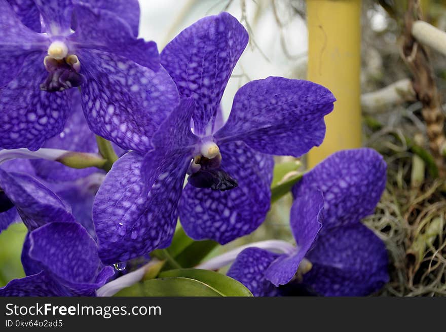 Flower, Violet, Flora, Purple