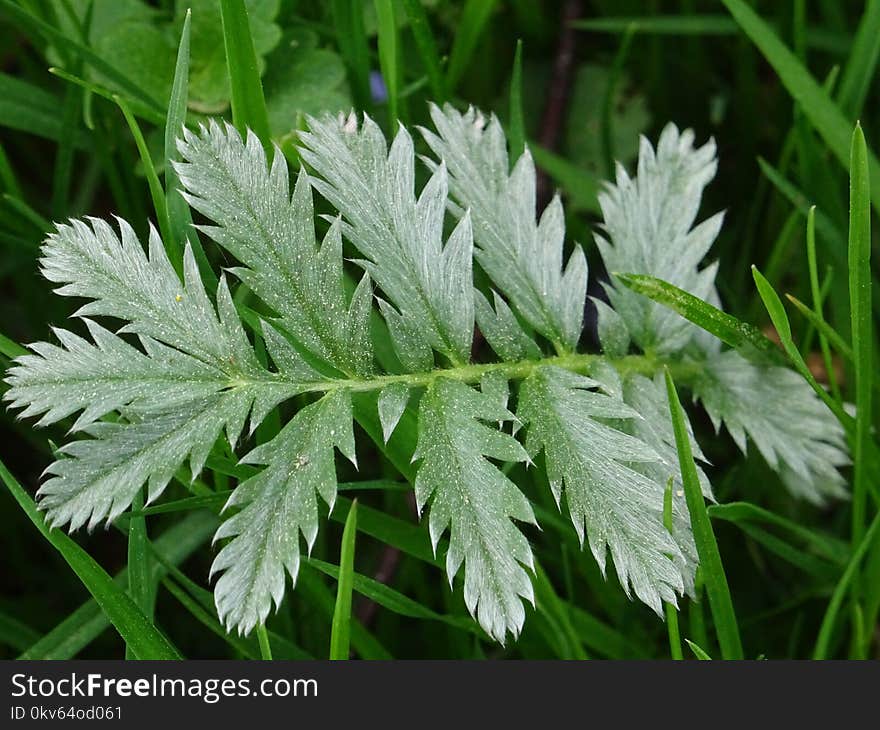 Plant, Leaf, Cicely, Grass