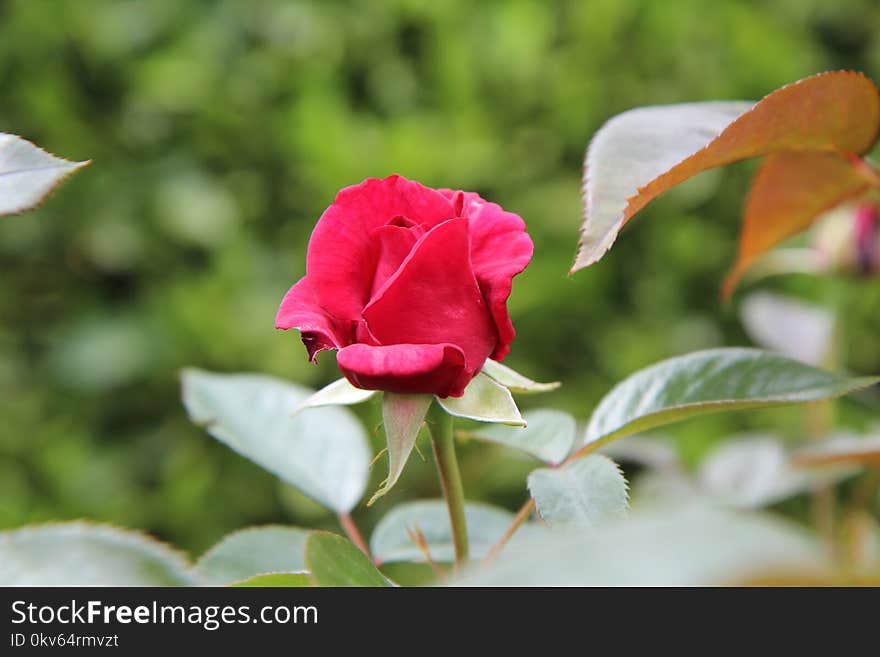 Flower, Rose Family, Rose, Plant