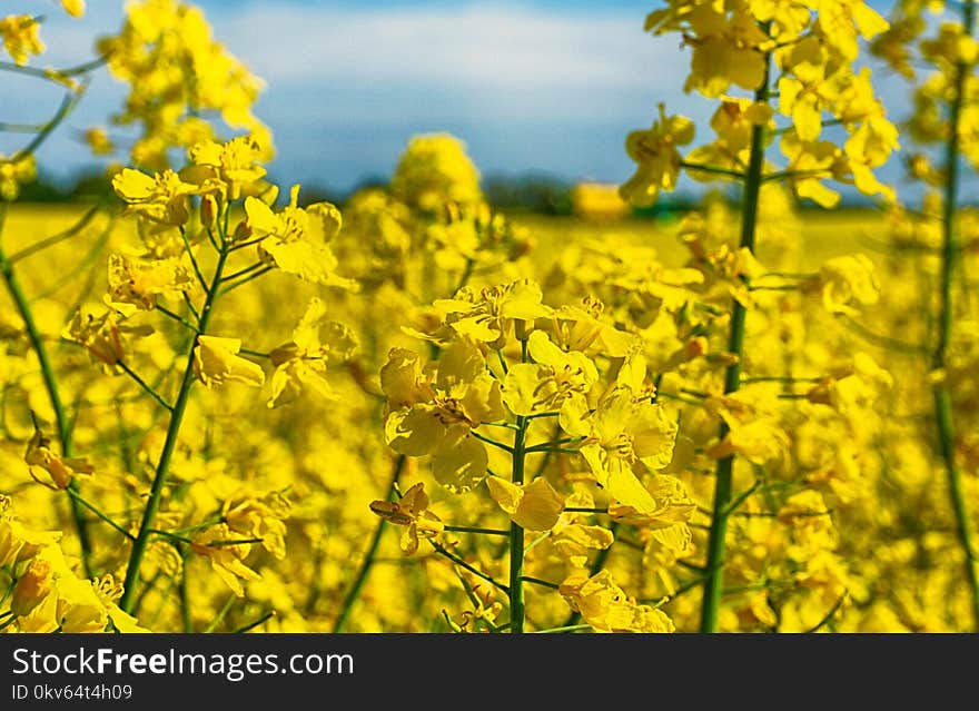 Rapeseed, Canola, Yellow, Mustard Plant