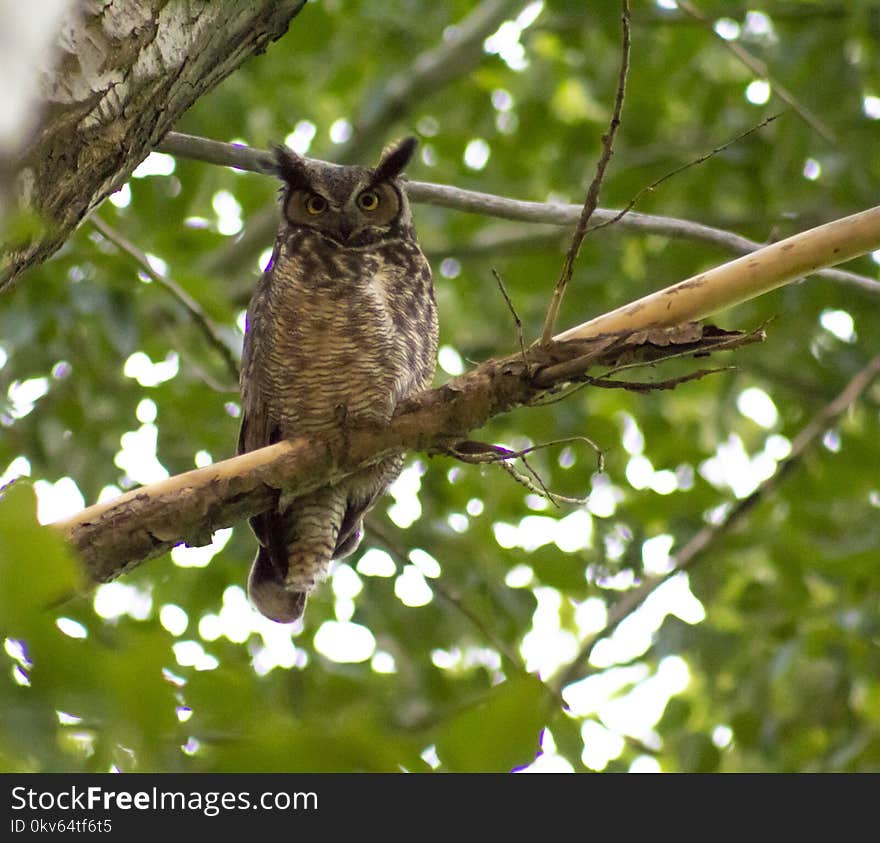 Bird, Owl, Beak, Fauna