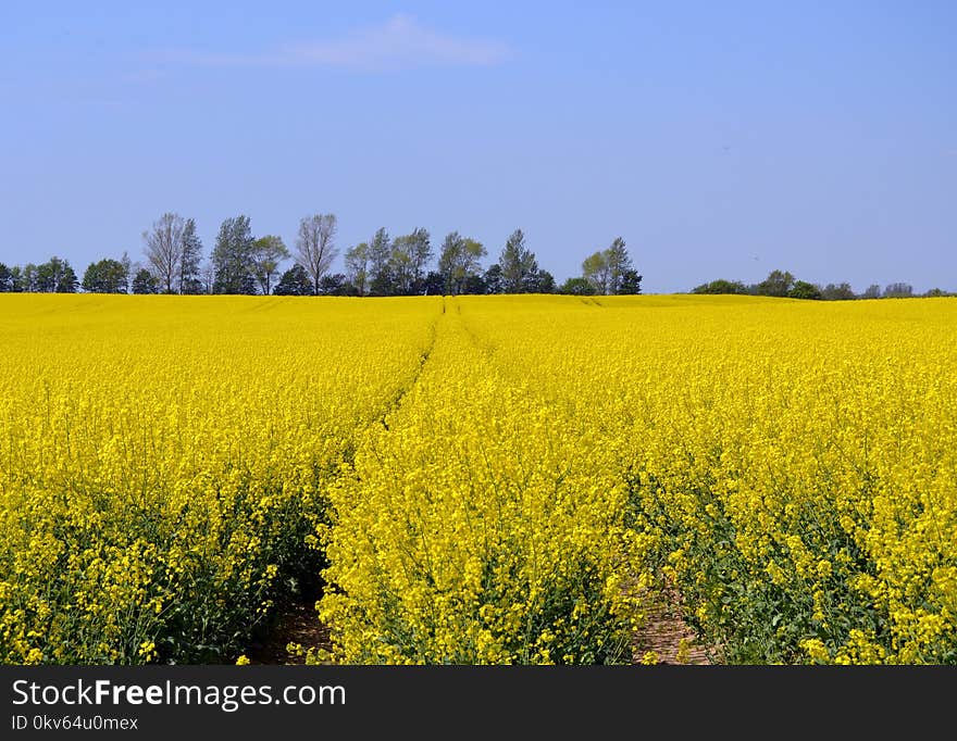 Rapeseed, Yellow, Canola, Field