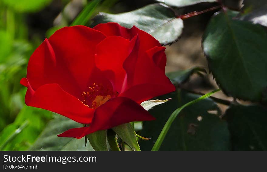 Flower, Rose Family, Plant, Floribunda