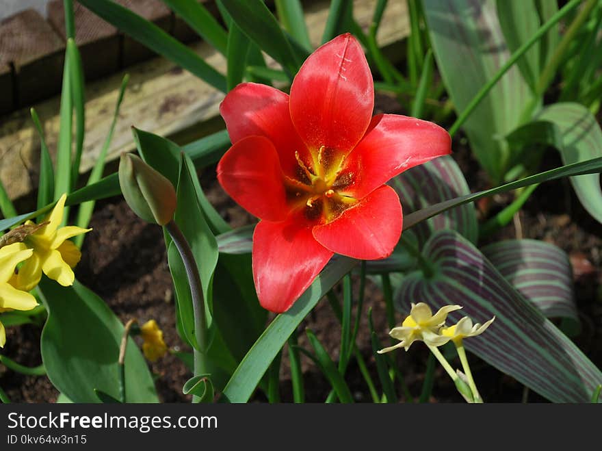 Flower, Plant, Flowering Plant, Flora