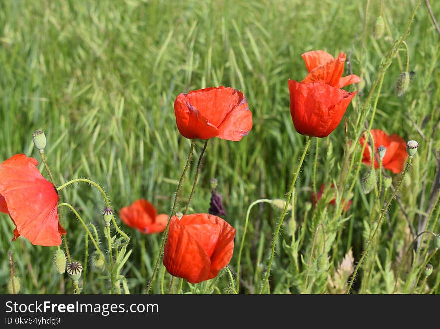 Flower, Wildflower, Field, Meadow