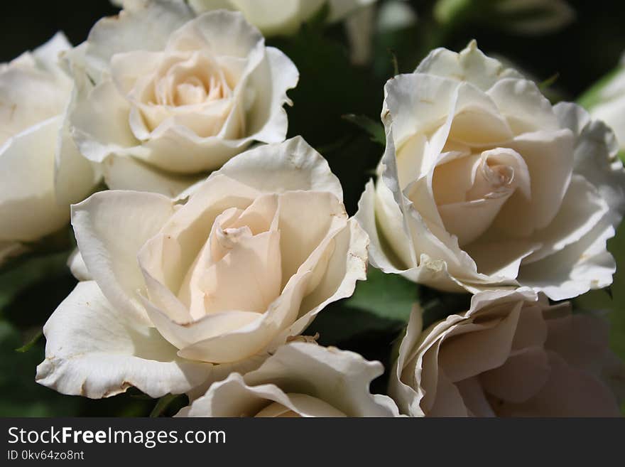 Flower, Rose, Rose Family, White