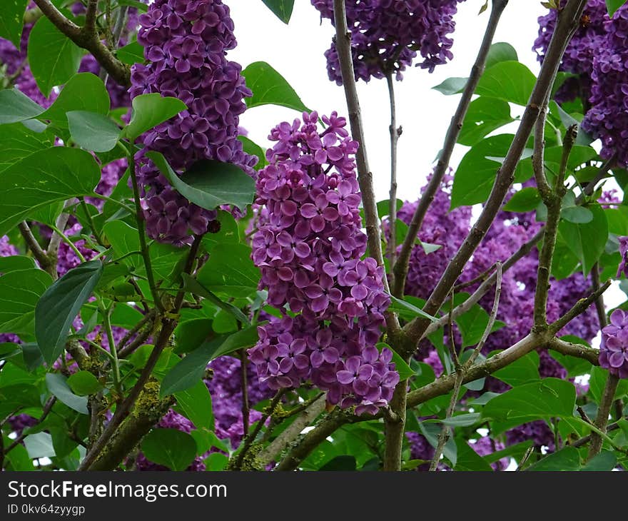 Flower, Plant, Purple, Lilac